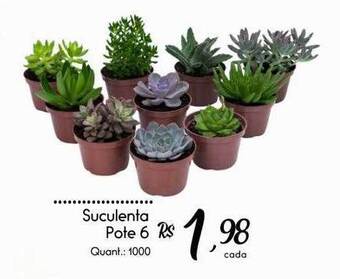 Giassi Supermercados Suculenta Pote 6 oferta