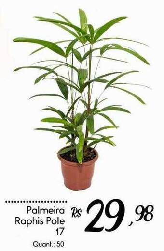 Palmeira Raphis Pote 17