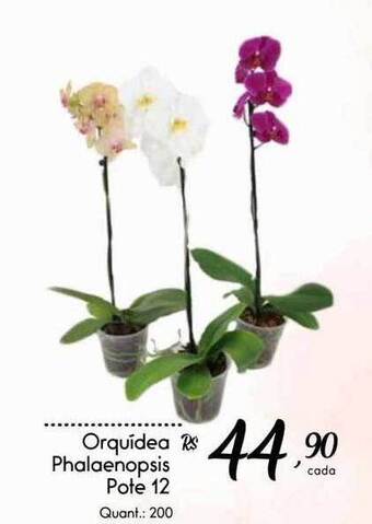 Giassi Supermercados Orquídea Phalaenopsis Pote 12 oferta