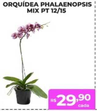 Orquídea Phalaenopsis Mix Pt 12 15