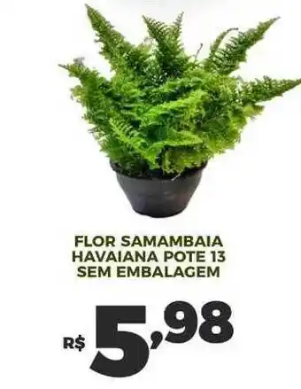 Flor samambaia havaiana pote 13 sem embalagem