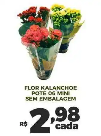 Cooper Flor kalanchoe pote 06 mini sem embalagem oferta