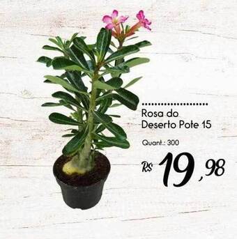 Rosa do deserto pote 15
