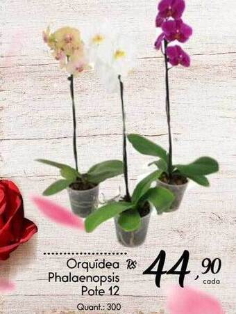 Giassi Supermercados Orquidea phalaenopsis oferta
