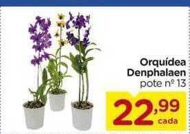 Carrefour Orquidea denphalaen oferta