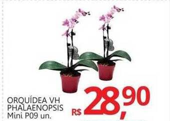 Orquídea vh phalaenopsis mini p09