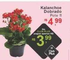 Kalanchoe dobrado