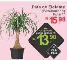 Pata de elefante