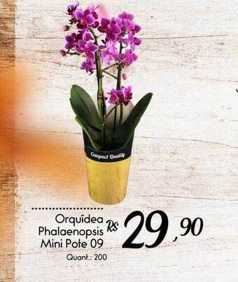 Giassi Supermercados Orquídea phalaenopsis mini pote 09 oferta