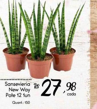 Giassi Supermercados Sansevieria new way pote 12 oferta