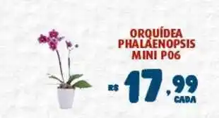 Orquídea Phalaenopsis Mini P06