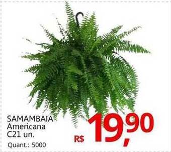 Samambaia americana c21