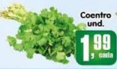 Coentro unid