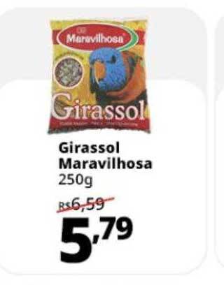 Girassol maravilhosa