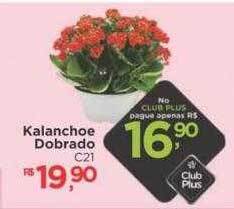Supermercado Lavapés Kalanchoe dobrado oferta