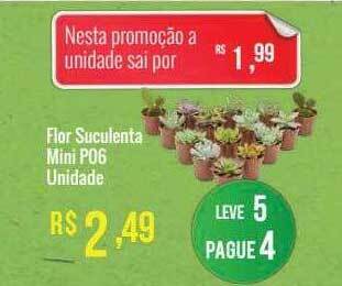 Mart Minas Flor suculenta mini p06 unidade oferta