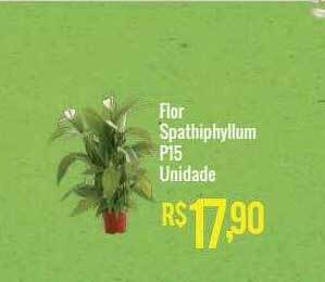 Mart Minas Flor spathiphyllum p15 unidade oferta