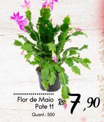 Giassi Supermercados Flor de maio pote 11 oferta