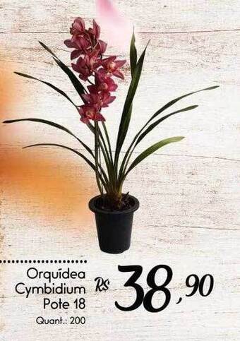 Giassi Supermercados Orquídea cymbidium pote 18 oferta