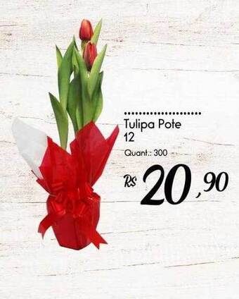 Tulipa pote 12