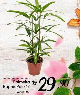 Giassi Supermercados Palmeira raphis pote 17 oferta