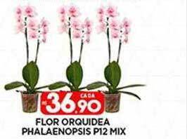 Supermercado Porecatu Flor orquidea phalaenopsis p12 mix oferta
