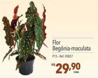 Supermercados Condor Flor begônia-maculata oferta