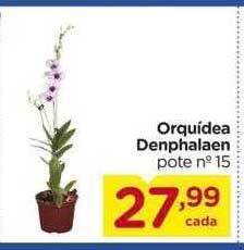 Carrefour Orquidea denphalaen oferta