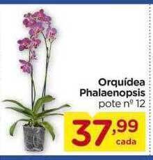 Carrefour Orquídea phalaenopsis oferta