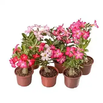 Tome Leve Flor rosa do deserto p15 1un oferta
