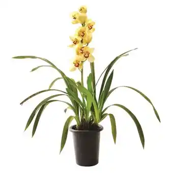 Flor orquídea cymbidium