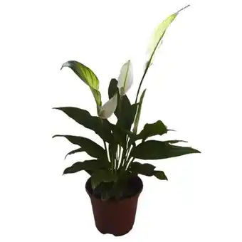 Tome Leve Flor lírio da paz spathiphyllum pt11 oferta