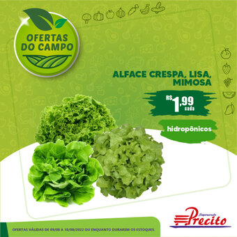 Alface Crespa, Lisa Mimosa