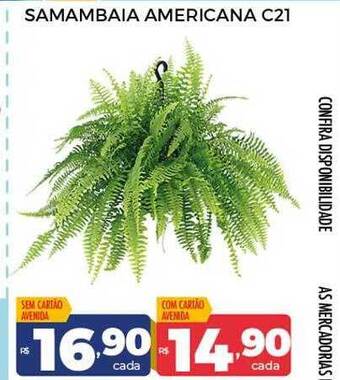 Supermercados Avenida Samambaia americana c21 oferta