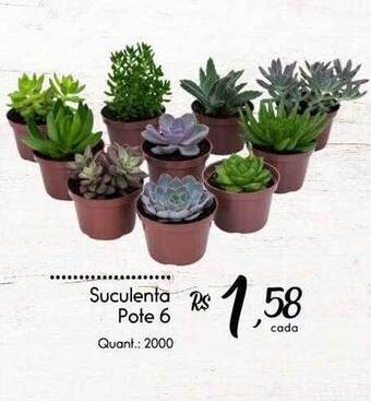 Suculenta pote 6