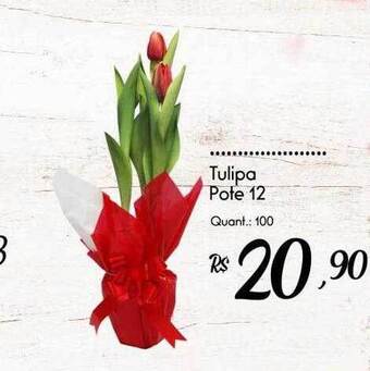 Tulipa