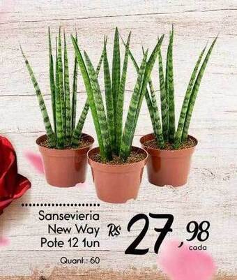 Sansevieria new way