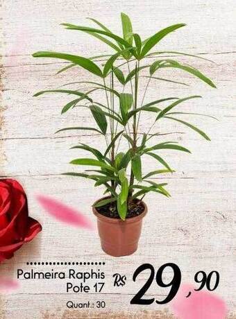 Giassi Supermercados Palmeira raphis oferta