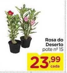 Rosa do deserto pote n°15
