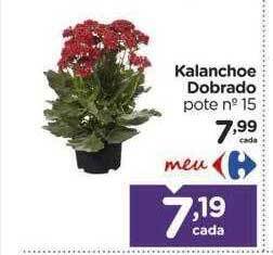 Carrefour Kalanchoe dobrado pote n° 15 oferta