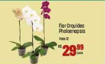 Muffato Flor orquidea phalaenopsis oferta