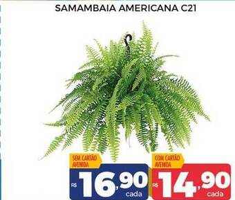 Samambaia americana c21