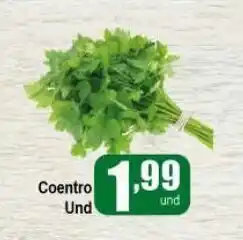 Coentro unid