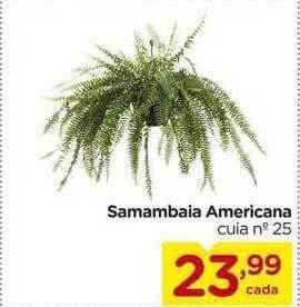 Carrefour Samambaia americana oferta