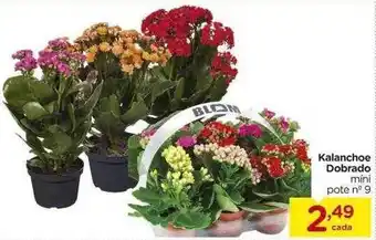 Carrefour Kalanchoe dobredo oferta