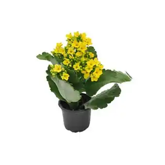 San Michel Supermercados Flor kalanchoe mini p06 1 un oferta