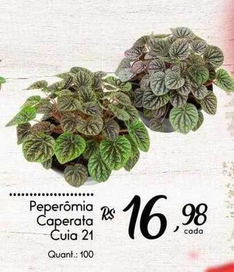 Giassi Supermercados Peperômia caperata cuia 21 oferta