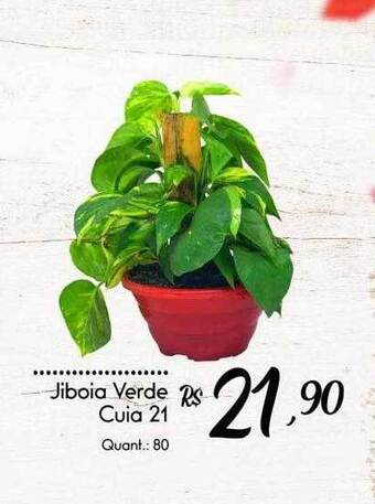 Giassi Supermercados Jiboia verde cuia 21 oferta