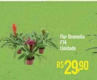 Mart Minas Flor bromelia p14 unidade oferta