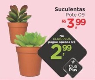 Suculentas Pote 09